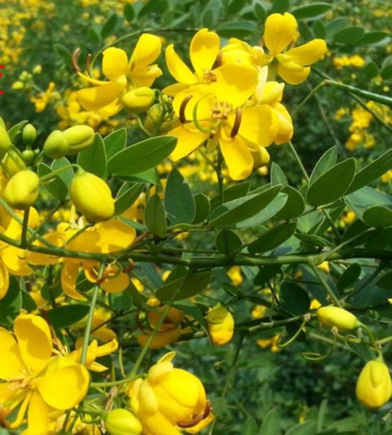 黄花槐种子园林绿化固土护坡多年生耐寒植物花期长行道树林木