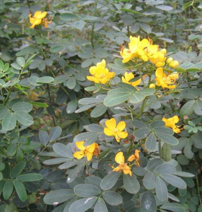 黄花槐种子园林绿化固土护坡多年生耐寒植物花期长行道树林木
