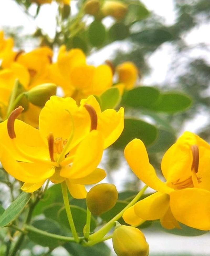 黄花槐种子园林绿化固土护坡多年生耐寒植物花期长行道树林木
