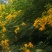 黄花槐种子园林绿化固土护坡多年生耐寒植物花期长行道树林木