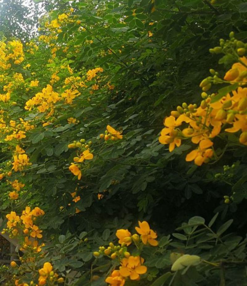 黄花槐种子园林绿化固土护坡多年生耐寒植物花期长行道树林木