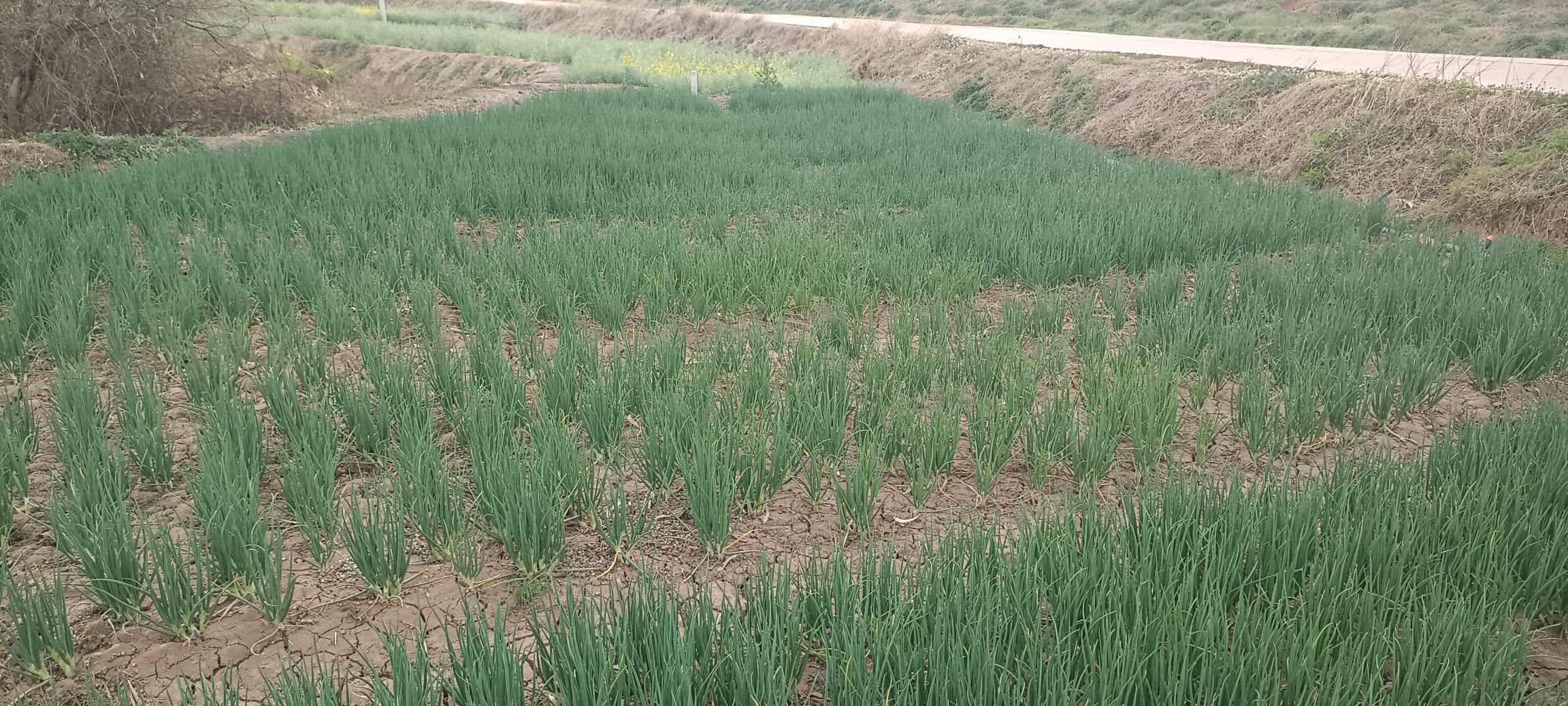 紫皮红葱头种植基地