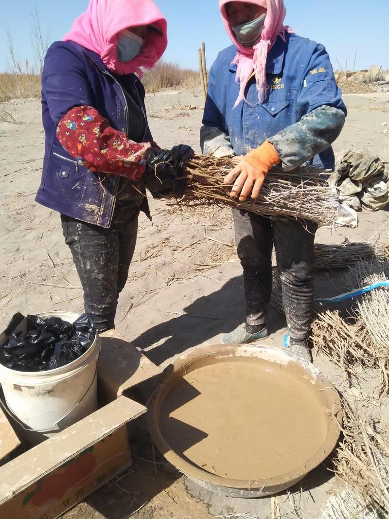 黑枸杞苗子黑枸杞树甘肃玉门黑枸杞苗子批发基地甘肃货