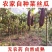 丝瓜络老丝瓜络中药材丝瓜络