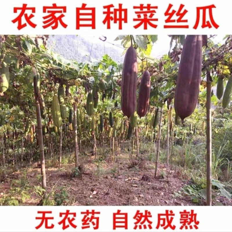 丝瓜络老丝瓜络中药材丝瓜络