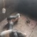 苗猪、猪苗