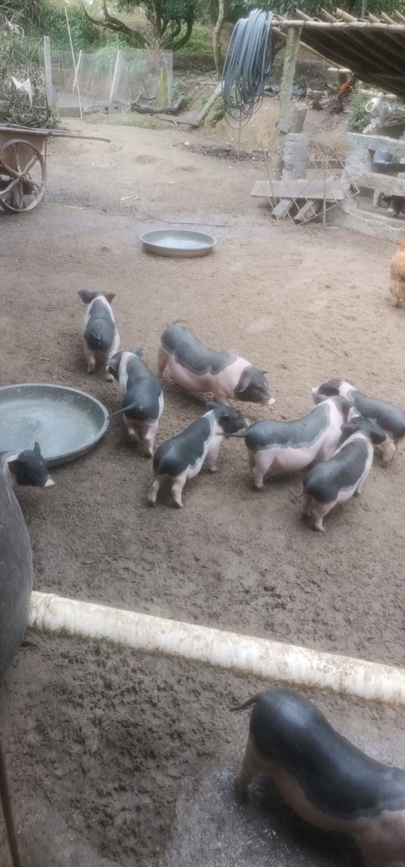 苗猪、猪苗