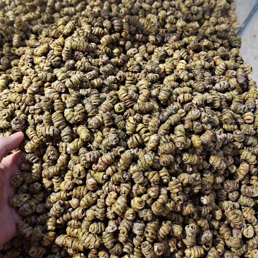 铁皮石斛石斛枫斗无硫上品货紫皮石斛铜皮石斛
