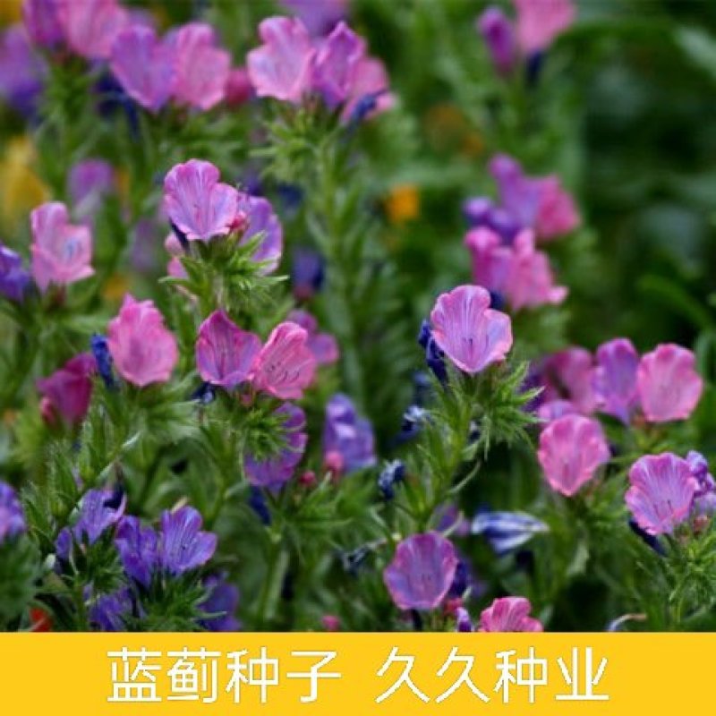 蓝蓟种子花海种子阳台庭院花草种籽蓝蓟花种子四季可播