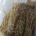 铁皮石斛石斛枫斗无硫上品货紫皮石斛铜皮石斛