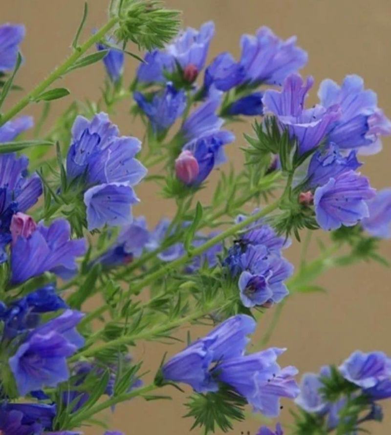 蓝蓟种子花海种子阳台庭院花草种籽蓝蓟花种子四季可播
