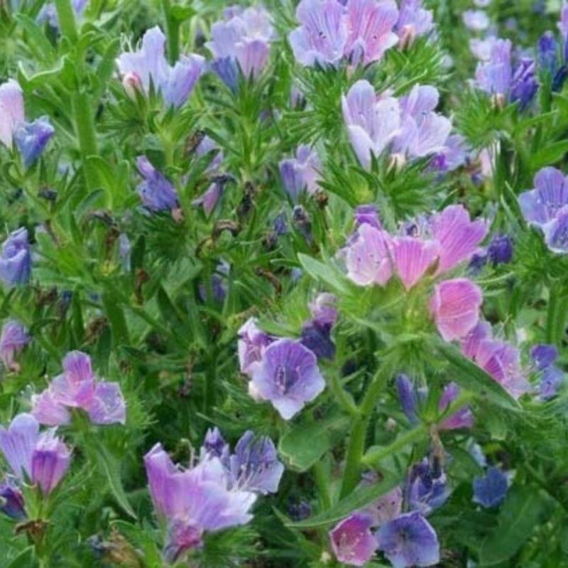 蓝蓟种子花海种子阳台庭院花草种籽蓝蓟花种子四季可播