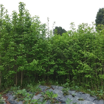 银杏树