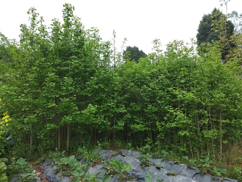 银杏树