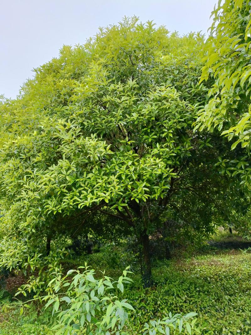 桂花，金桂米经18-20公分自然冠幅，冠幅3.5-4米。