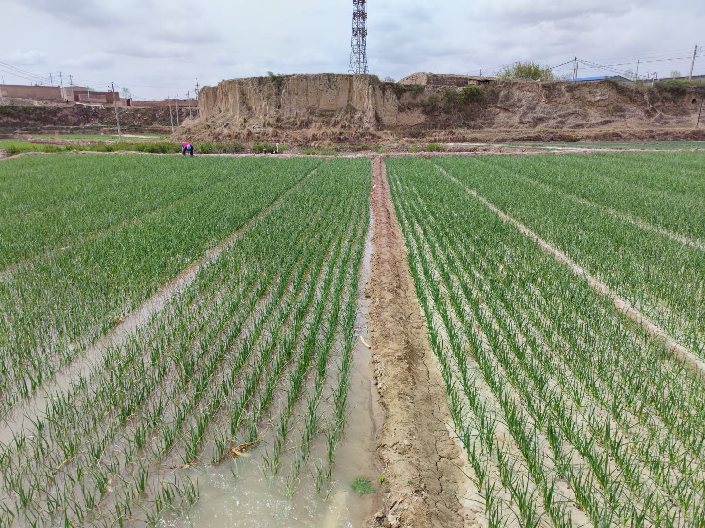 蒜苗生长在田地中,绿叶与白色根部清晰可见 蒜苗生长在田地中的绿色嫩苗