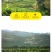 广西高山红心木瓜/一件代发/肉质细腻/肉厚丝滑满口溢汁