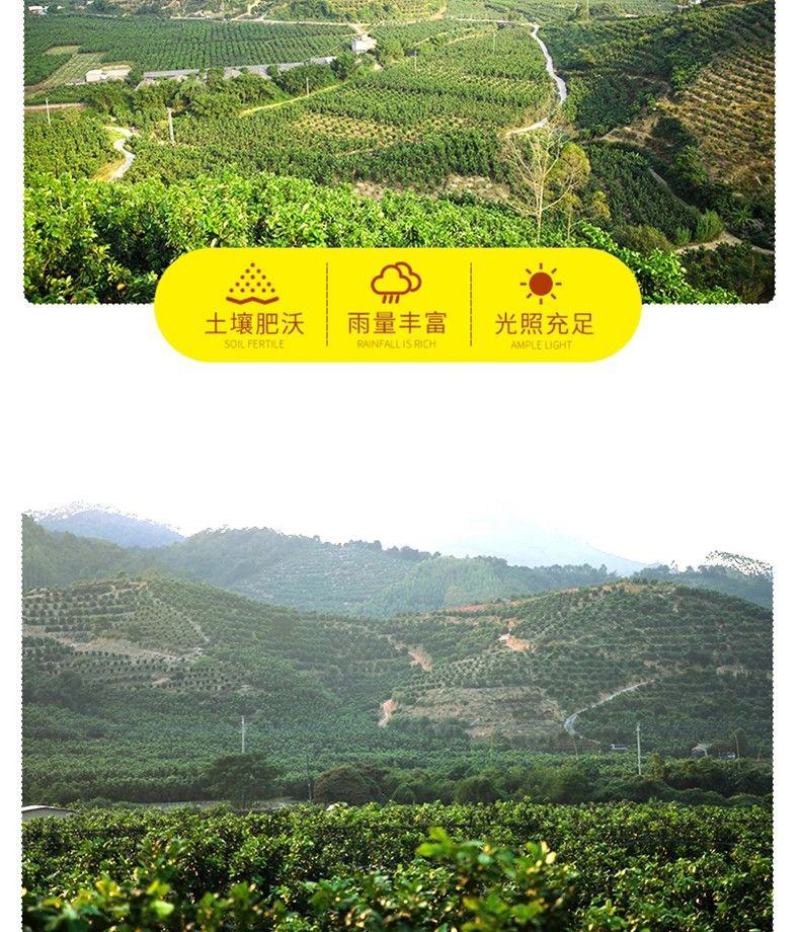 广西高山红心木瓜/一件代发/肉质细腻/肉厚丝滑满口溢汁