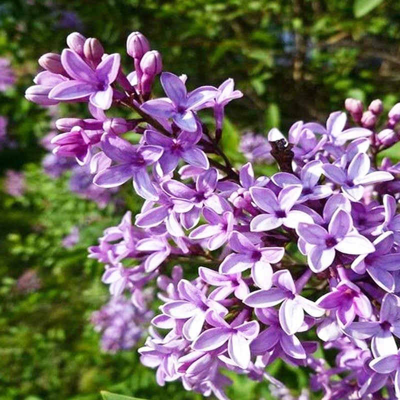 耐寒紫丁香种子粉色丁香暴马丁香种子丁香树种子新采出芽率高