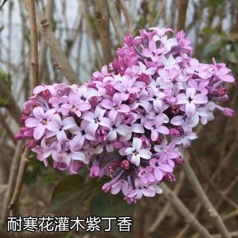 耐寒紫丁香种子粉色丁香暴马丁香种子丁香树种子新采出芽率高
