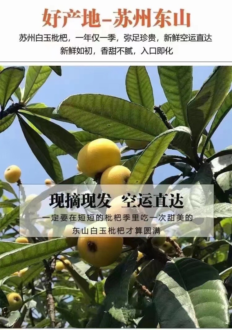 东山白玉枇杷