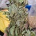 狸尾草（羊咩香）2022年9月2号本地新货特级青绿包邮