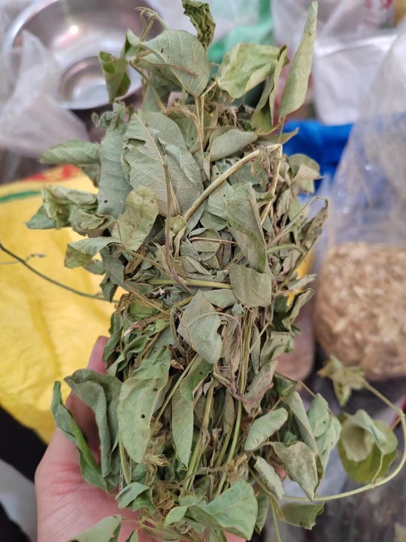 狸尾草（羊咩香）2022年9月2号本地新货特级青绿包邮