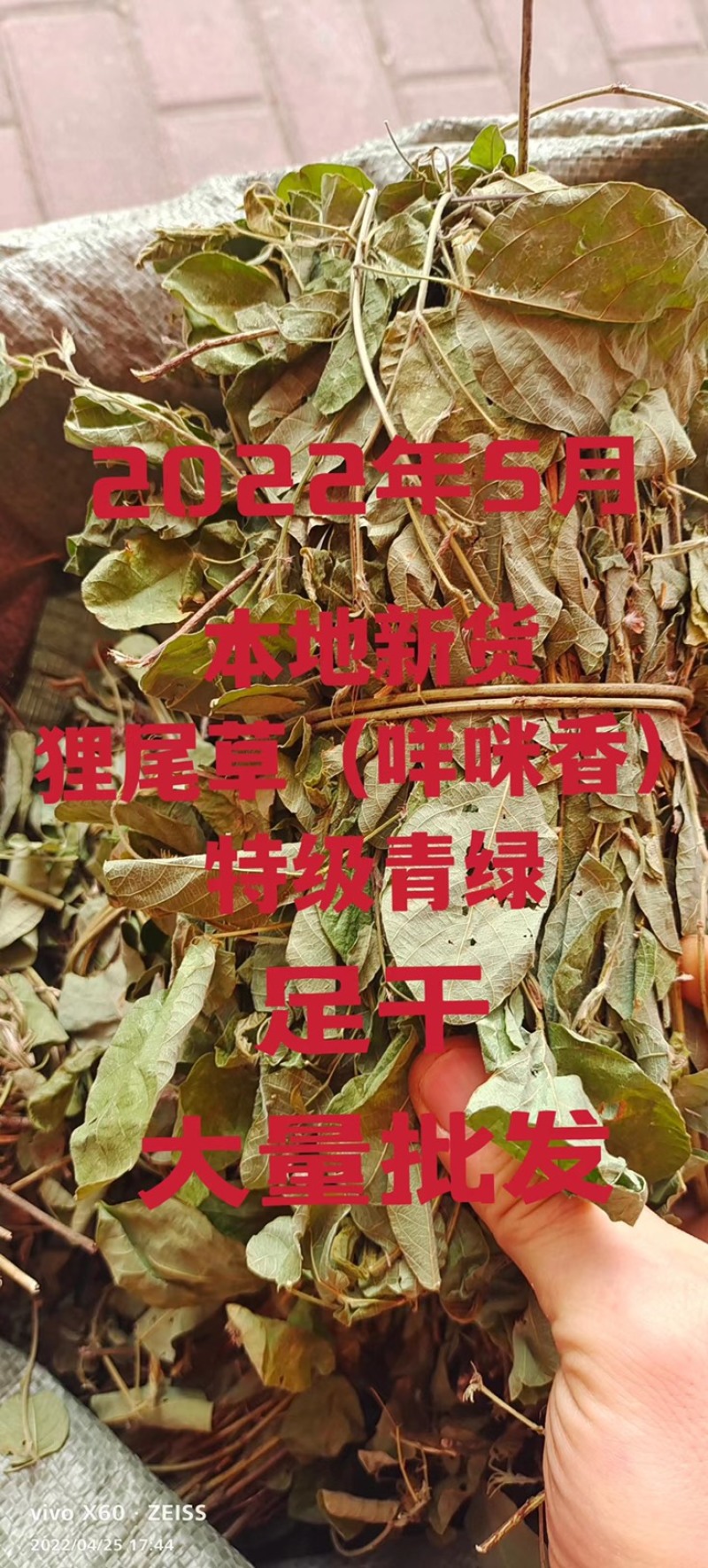 狸尾草（羊咩香）2022年9月2号本地新货特级青绿包邮
