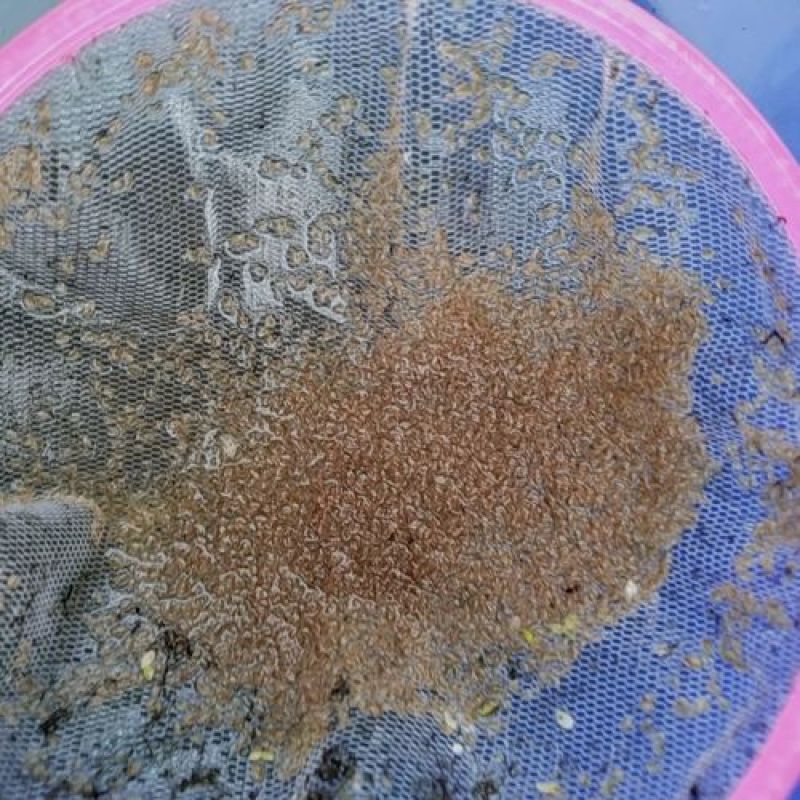 水蚤，鱼虫，水虱，血虫观赏鱼鱼苗必备之佳品
