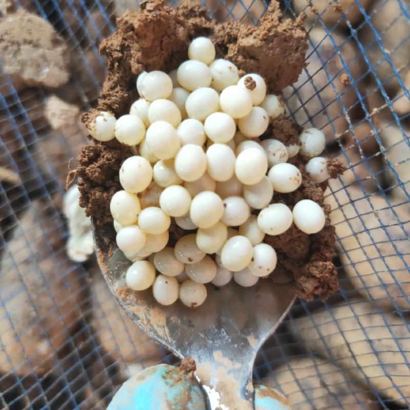 中华白玉蜗牛卵孵化率百分之95