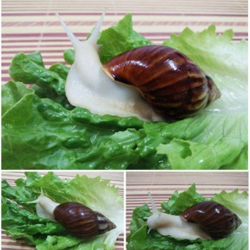 中华白玉蜗牛优质培育种蜗