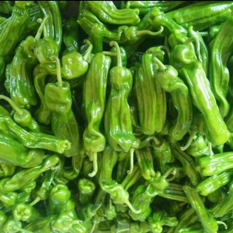 【精品】湖北省麻城市薄皮椒新鲜有货，实力代收，大量现货。
