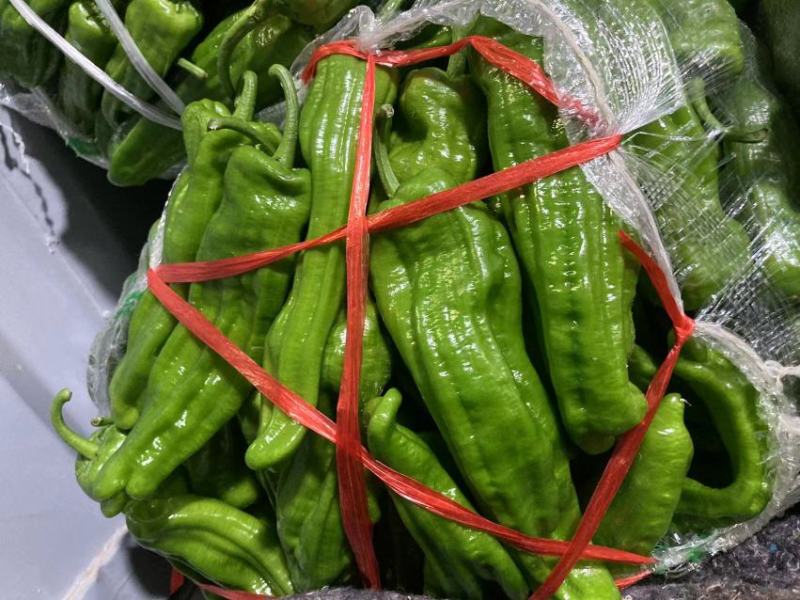 【精品】湖北省麻城市薄皮椒新鲜有货，实力代收，大量现货。