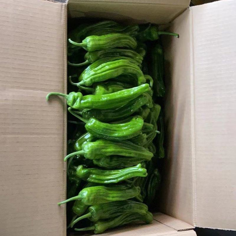 【精品】湖北省麻城市薄皮椒新鲜有货，实力代收，大量现货。