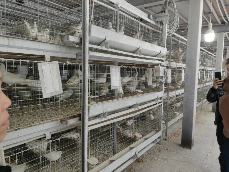 肉鸽乳鸽鸽子蛋米玛斯双肌鸽子批发
