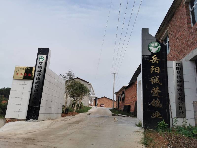 肉鸽乳鸽鸽子蛋米玛斯双肌鸽子批发