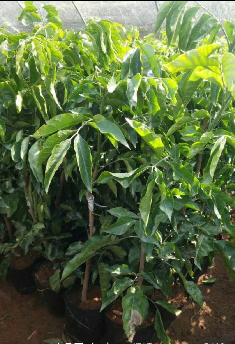黑黄皮亦名黑金刚，嫁接口25公分起叶色清秀，打庄苗