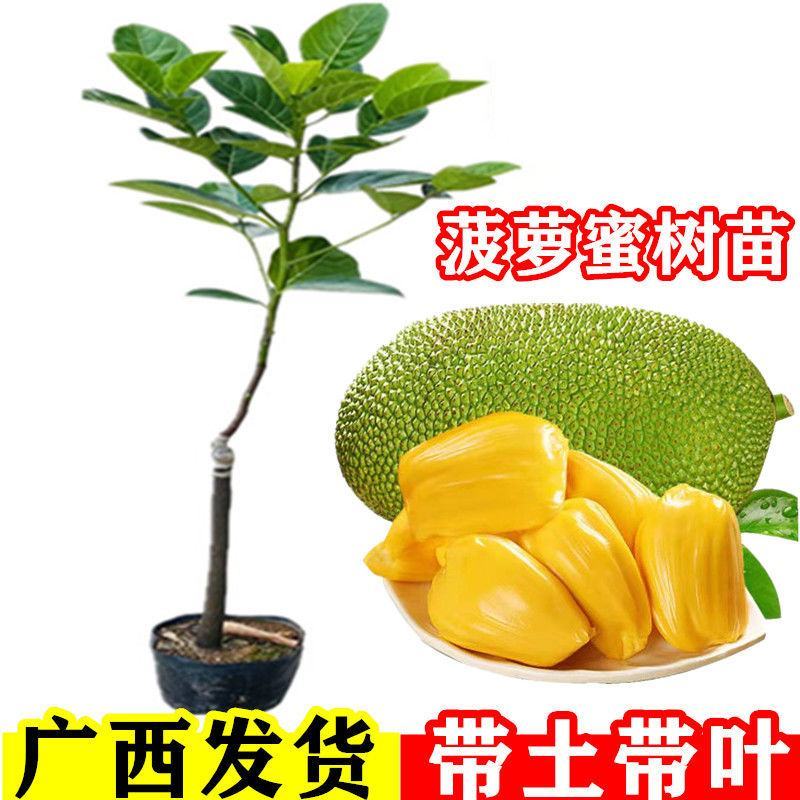 黑黄皮亦名黑金刚，嫁接口25公分起叶色清秀，打庄苗