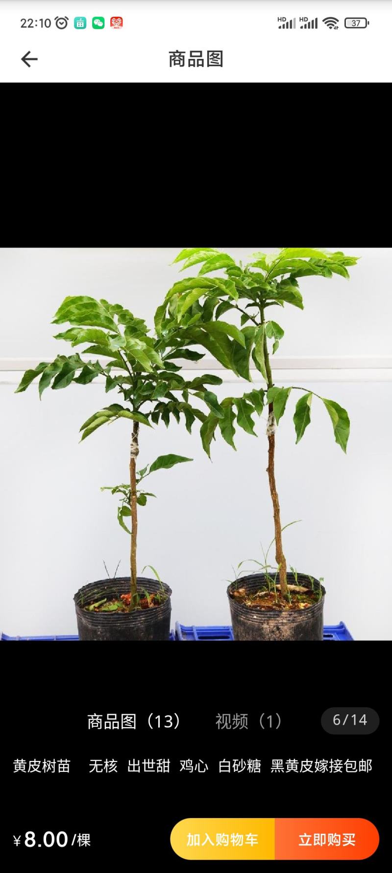 黑黄皮亦名黑金刚，嫁接口25公分起叶色清秀，打庄苗