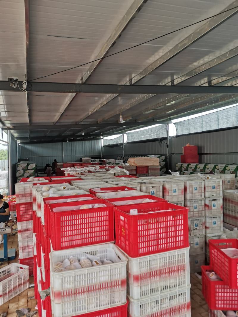 丰水梨海量货源供应市场多多仓美团仓直播带货电商一件代发