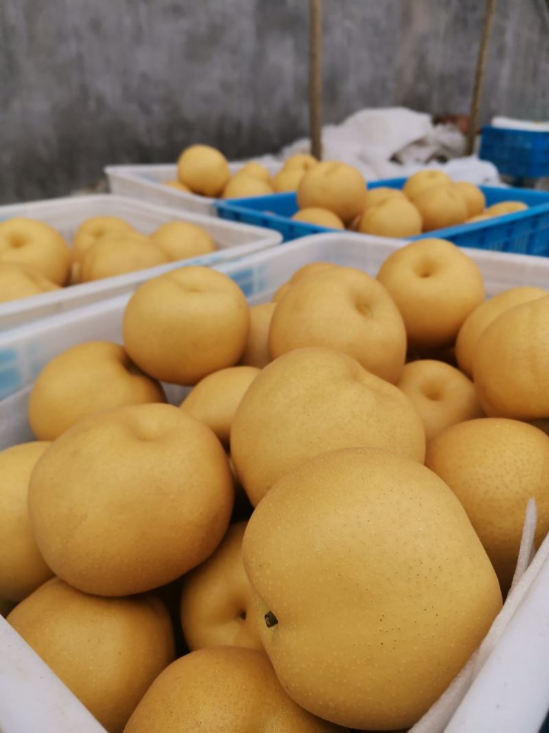 丰水梨海量货源供应市场多多仓美团仓直播带货电商一件代发