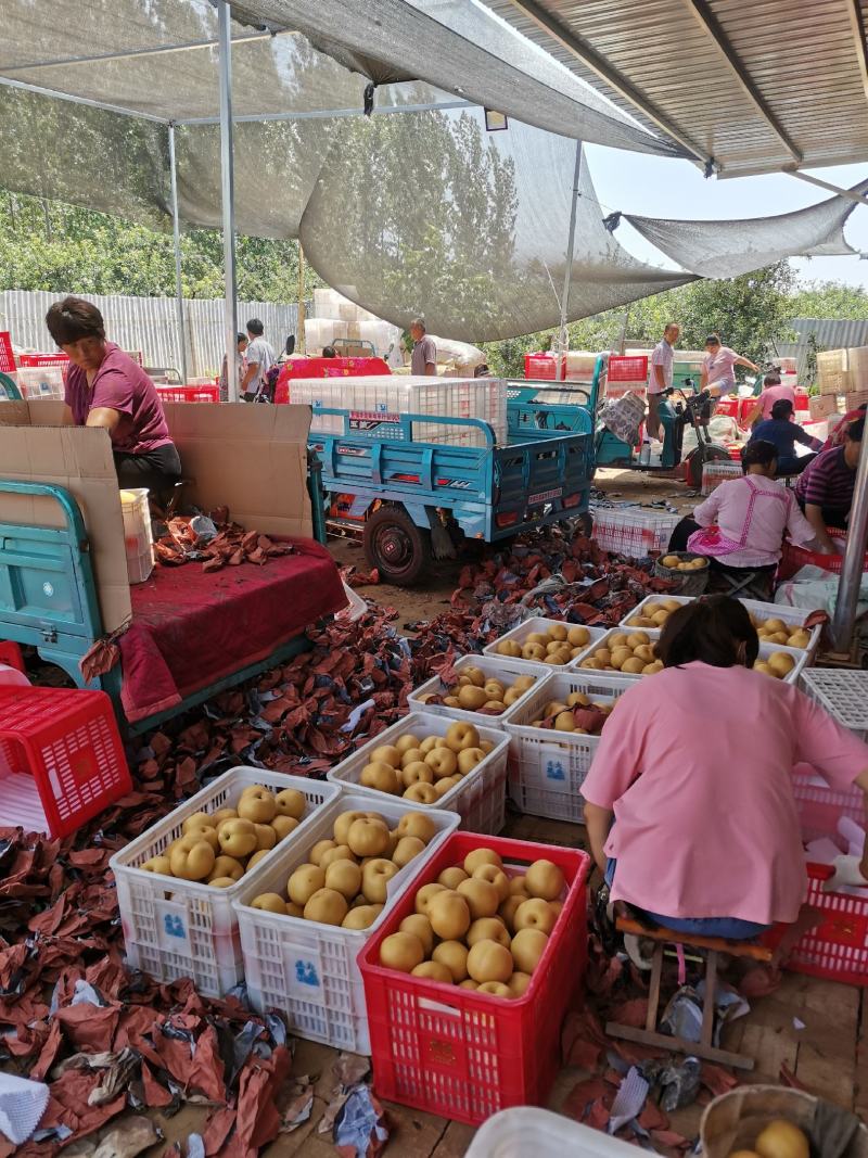 丰水梨海量货源供应市场多多仓美团仓直播带货电商一件代发