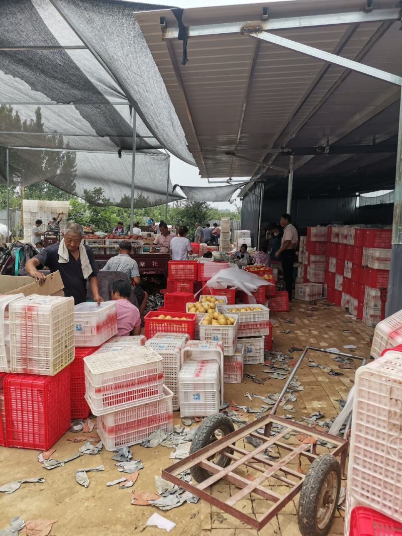丰水梨海量货源供应市场多多仓美团仓直播带货电商一件代发