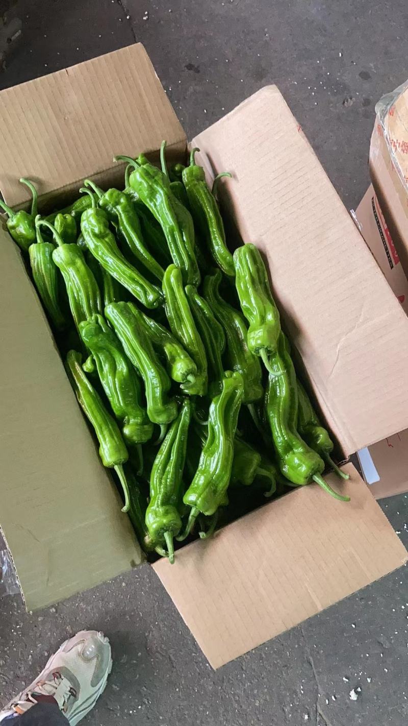 【精品】湖北薄皮椒大量有货，实力代收，品质保证，欢迎选购