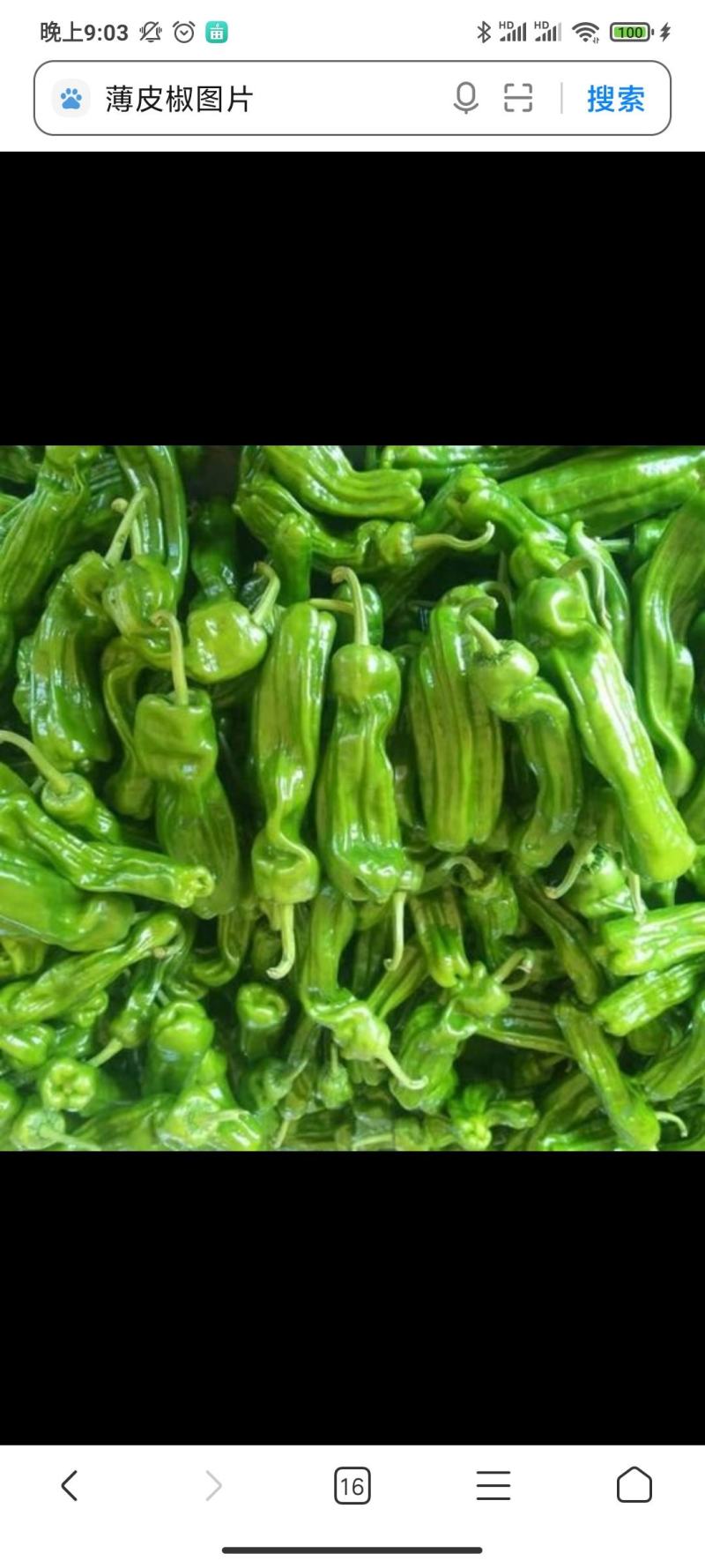 【精品】湖北薄皮椒大量有货，实力代收，品质保证，欢迎选购