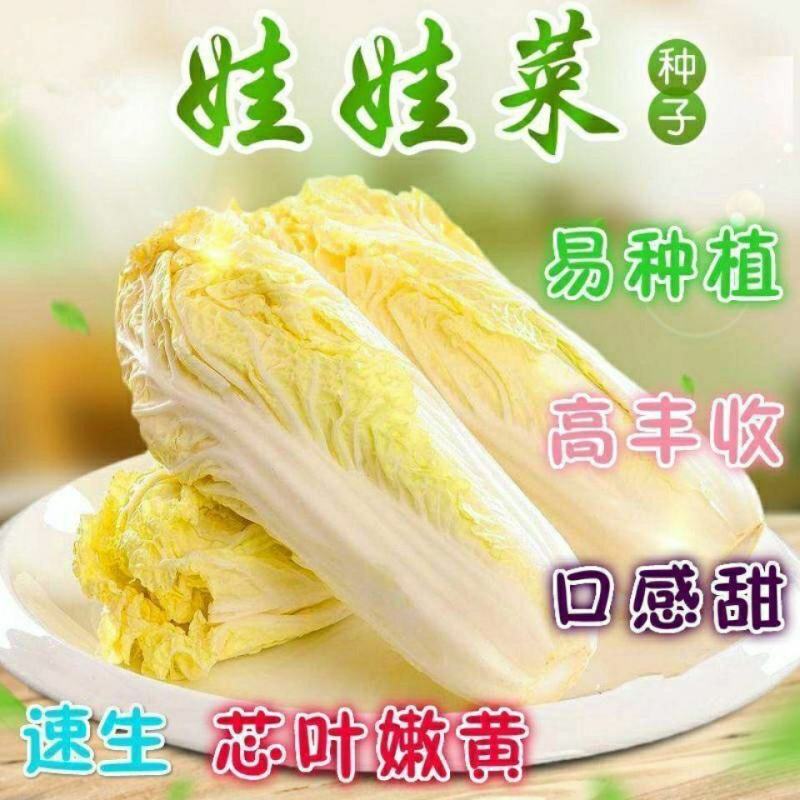 四季金娃娃菜种子蔬菜种子生长快品质佳菜籽春夏秋四季播种