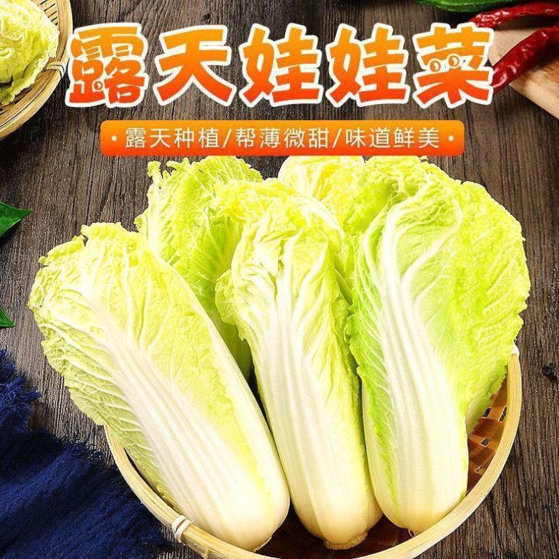 四季金娃娃菜种子蔬菜种子生长快品质佳菜籽春夏秋四季播种