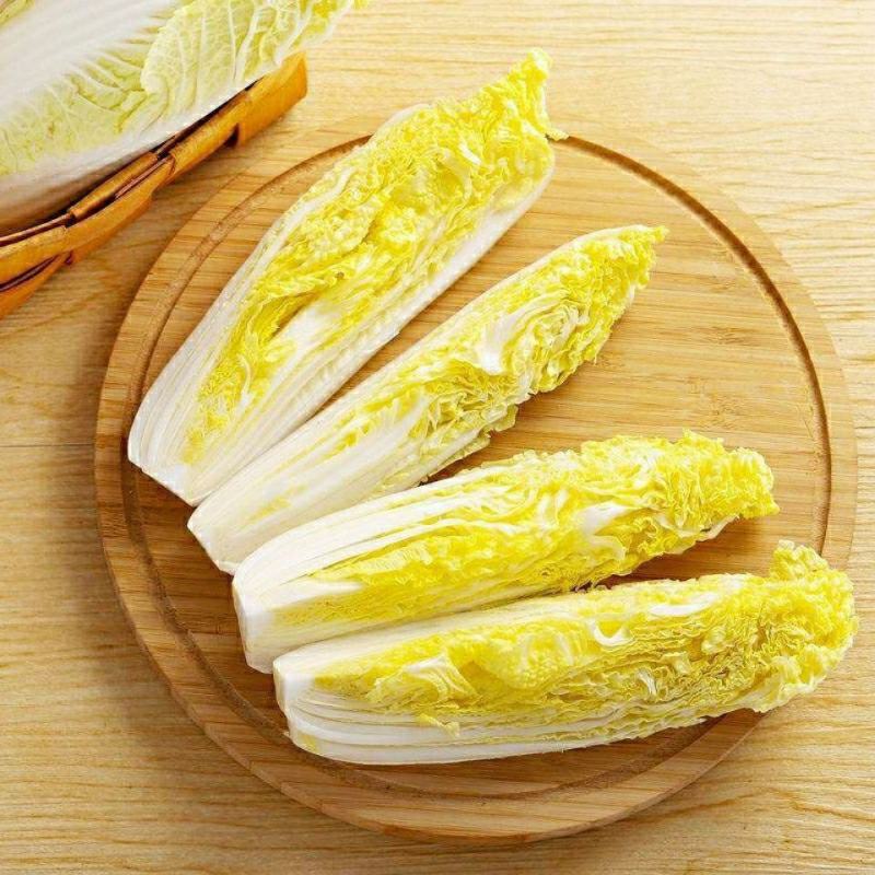 四季金娃娃菜种子蔬菜种子生长快品质佳菜籽春夏秋四季播种