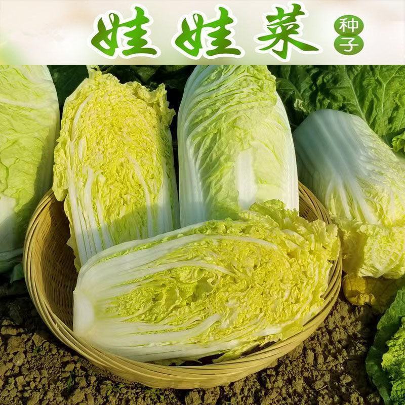四季金娃娃菜种子蔬菜种子生长快品质佳菜籽春夏秋四季播种