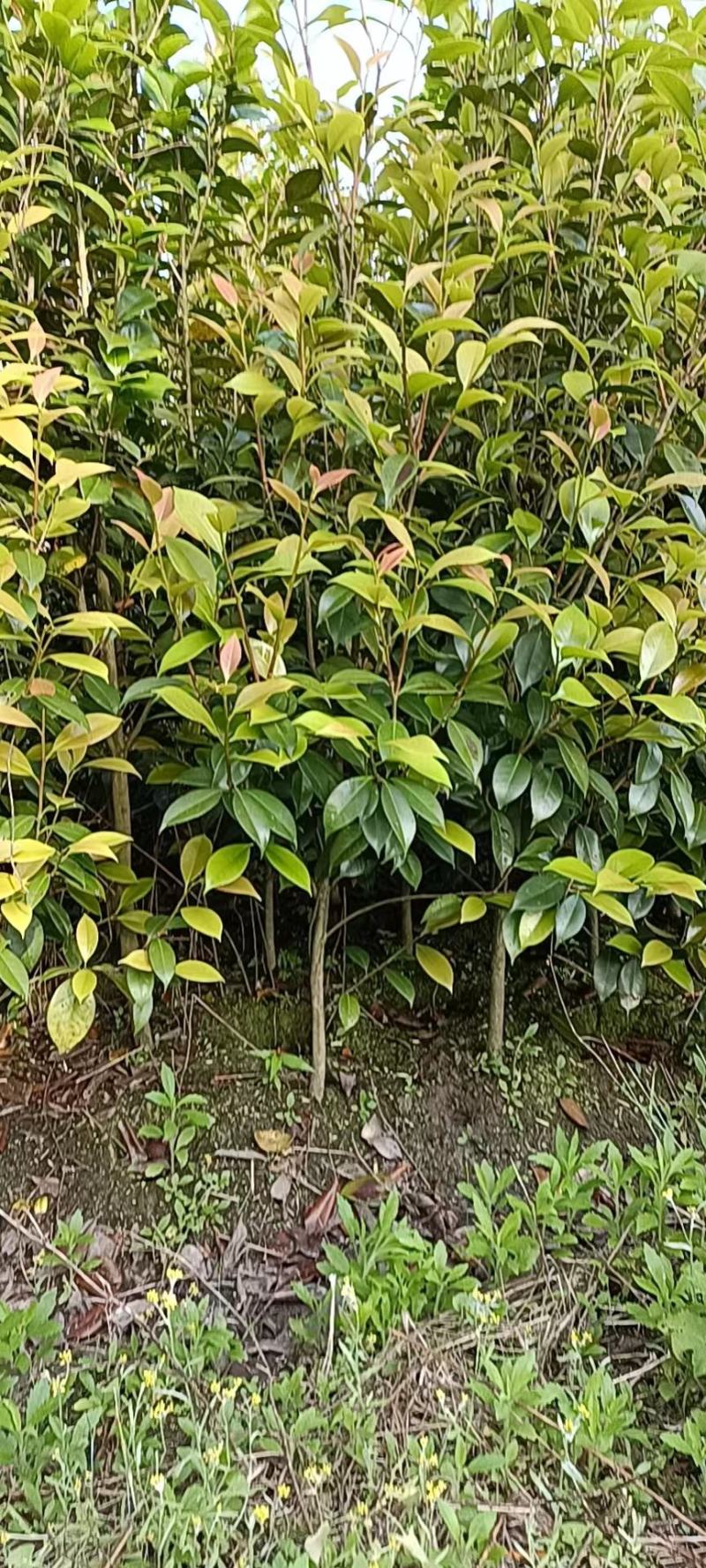 茶花批发地径2～3公分精品茶花小苗40~60高
